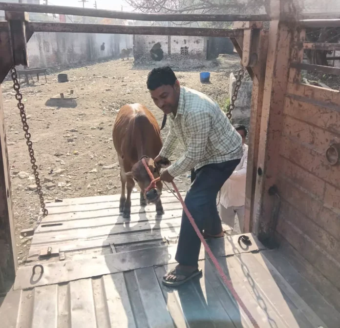 निगम के 7082410524 नंबर पर भेजे बेसहारा गोवंश की फोटो, तुरंत पकड़ेगी निगम की टीम