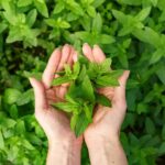 Vastu Tips For Tulsi Plant