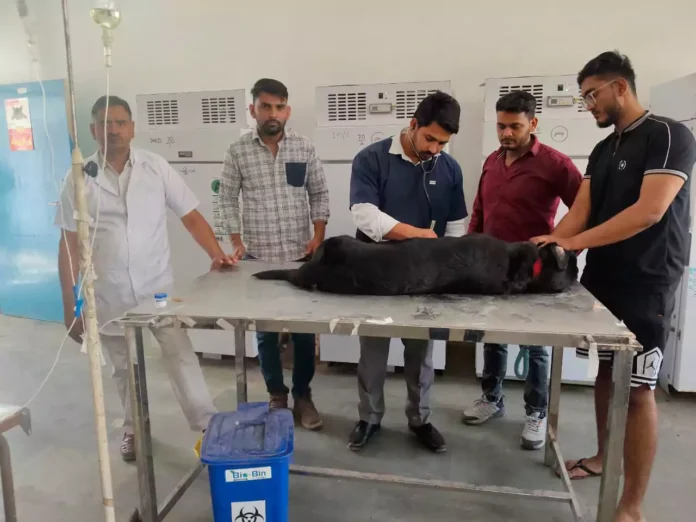 Bhiwani News : विश्व पशु चिकित्सा दिवस पर भिवानी में विभिन्न कार्यक्रमों का हुआ आयोजन