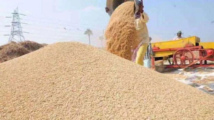 Haryana News: हरियाणा में आज से शुरू होगी गेहूं की खरीद