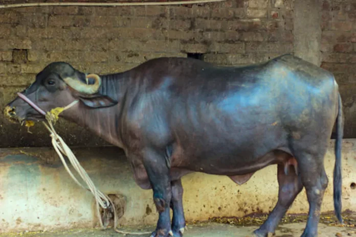 Mukhyamantri Rajya Pashudhan Mission : भैंस खरीदने के लिए पाएं ₹80,000 तक की सीधी वित्तीय सहायता