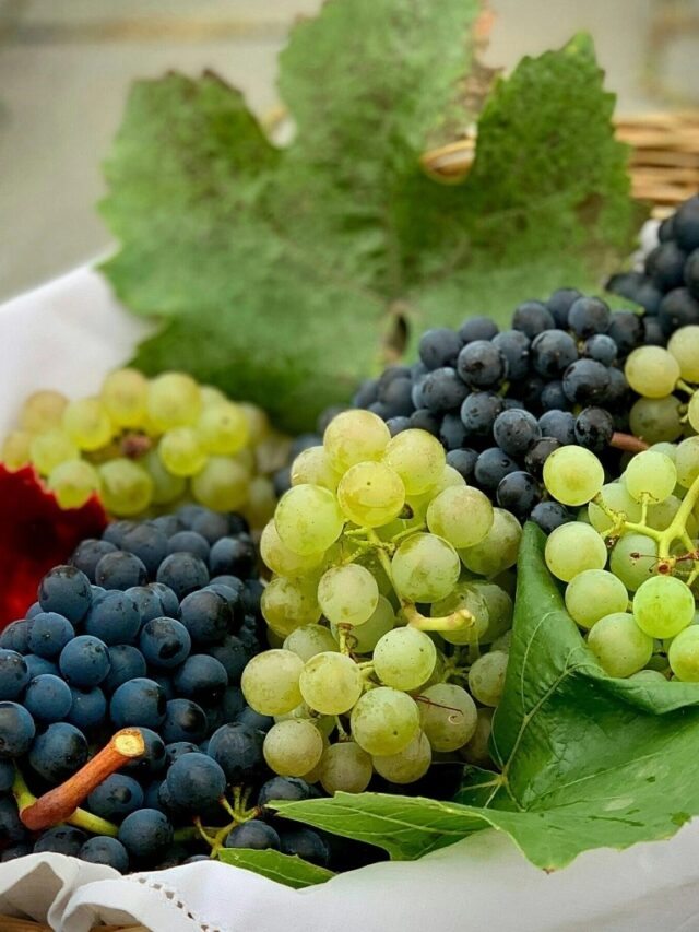 Grapes Benefits: काले या हरे? जानें कौन से अंगूर हैं आपकी सेहत के लिए ज्यादा फायदेमंद