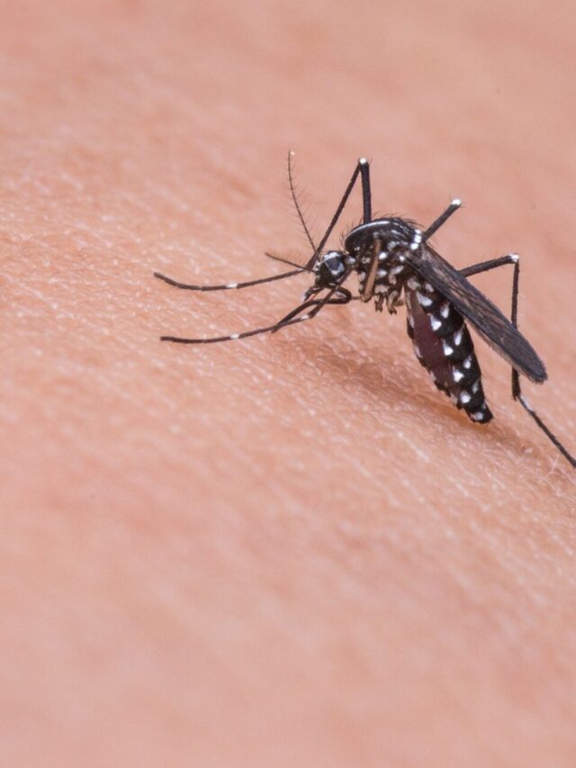 Mosquito Remedies: शरीर पर लगाइए ये देसी तेल, मच्छर नहीं आएंगे आस-पास भी
