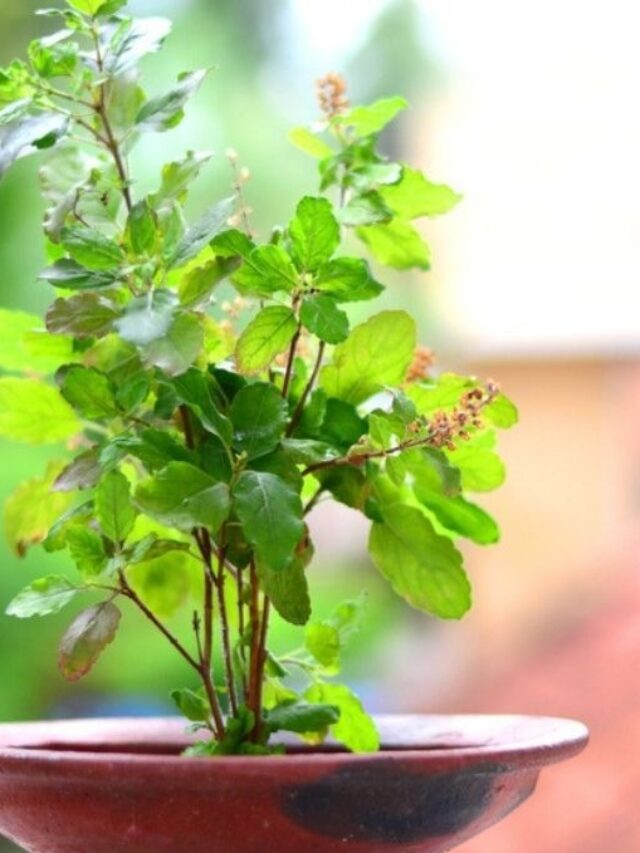 Tulsi Plant Care: गर्मियों में तुलसी का पौधा सूखने से बचाएं! गमले में डालें ये 1 चीज और रहेगा हरा-भरा