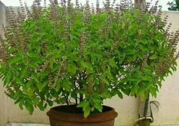 Vaisakha