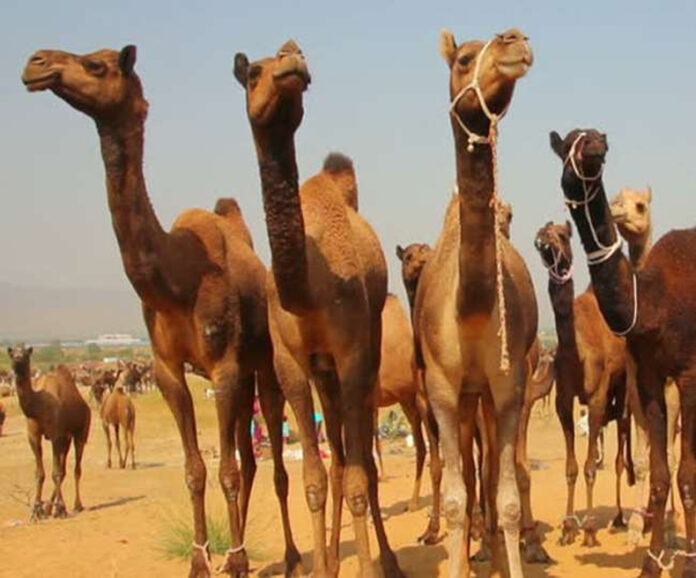 Nuh News: नूंह में ऊंटों तस्करों के चंगुल से ऊंटों को मुक्त कराया