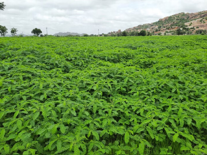 Haryana News: ढेंचा उगाने वाले किसानों को प्रति एकड़ 1000 रुपए की प्रोत्साहन राशि देगी हरियाणा सरकार