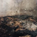 Machines, oil and other products worth lakhs burnt due to short circuit in the oil mill, fire brigade controlled the fire in three hours
