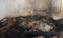 Machines, oil and other products worth lakhs burnt due to short circuit in the oil mill, fire brigade controlled the fire in three hours
