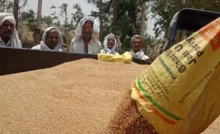 Residents of Loharwara donated 200 quintals of wheat and cash to the cowshed