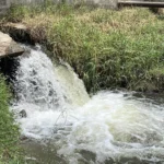 Bhiwani News : जनस्वास्थ्य अभियांत्रिकी विभाग के अफसरों की लापरवाही से हजारों लीटर व्यर्थ बह रहा पानी