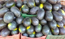 Bhiwani News : गर्मी के बीच तरबूज बना लोगों की पहली पसंद