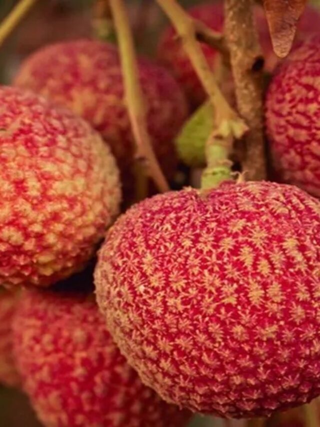 Benefits Of Litchi : गर्मियों में ये छोटा सा फल बन गया इम्यूनिटी का सुपरहीरो