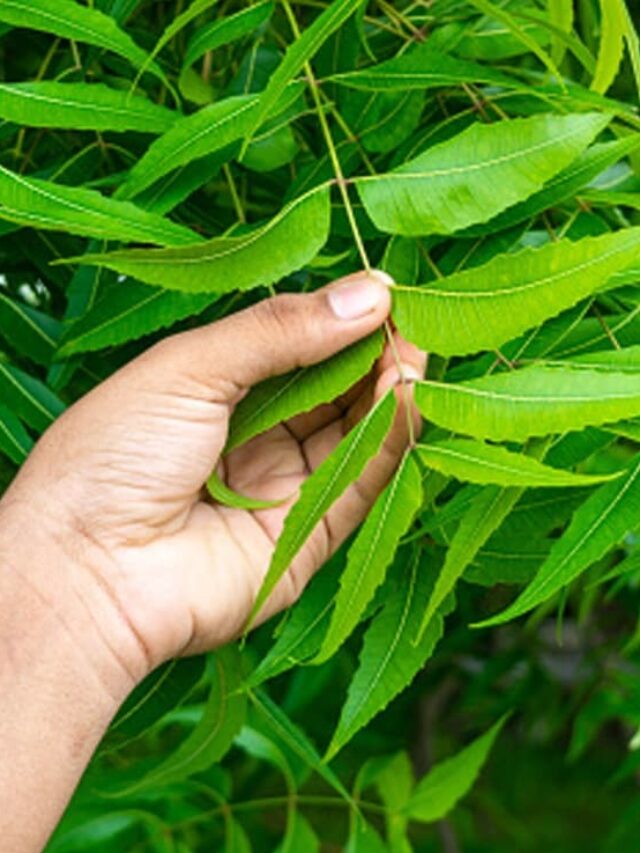 Benefits of Neem Leaf: शरीर के लिए किसी वरदान से कम नहीं है ये पत्ता