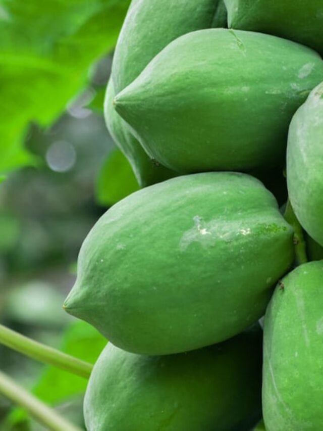 Raw Papaya: डायबिटीज मरीजों के लिए रामबाण है ये फल