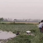 Kurukshetra News: कुरुक्षेत्र में जोहड़ में गिरा मजदूर, नहीं लगा सुराग
