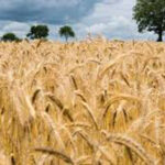 Punjab News Update : आंकड़ों में फिर हुआ साबित, पंजाब भर रहा अनाज का कटोरा