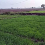 Jind News : मेरा पानी, मेरी विरासत स्कीम के तहत 15510 एकड़ का लक्ष्य निर्धारित