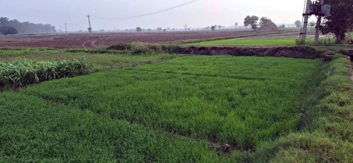 Jind News : मेरा पानी, मेरी विरासत स्कीम के तहत 15510 एकड़ का लक्ष्य निर्धारित