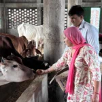 Celebrated wedding anniversary by feeding jaggery to cow, teacher couple gave the message of cow service
