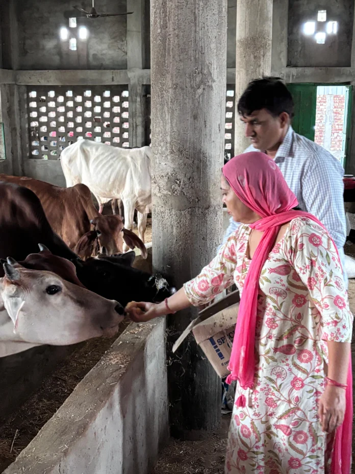 Celebrated wedding anniversary by feeding jaggery to cow, teacher couple gave the message of cow service