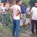 Rewari News: रेवाड़ी में फैक्ट्रियों से निकलने वाला केमिकल युक्त पानी पीने से 20 गायों की मौत