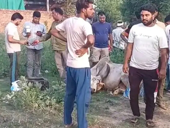 Rewari News: रेवाड़ी में फैक्ट्रियों से निकलने वाला केमिकल युक्त पानी पीने से 20 गायों की मौत