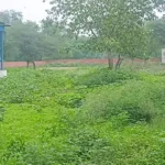 No coach, no caretaker, bushes grow in the playing fields