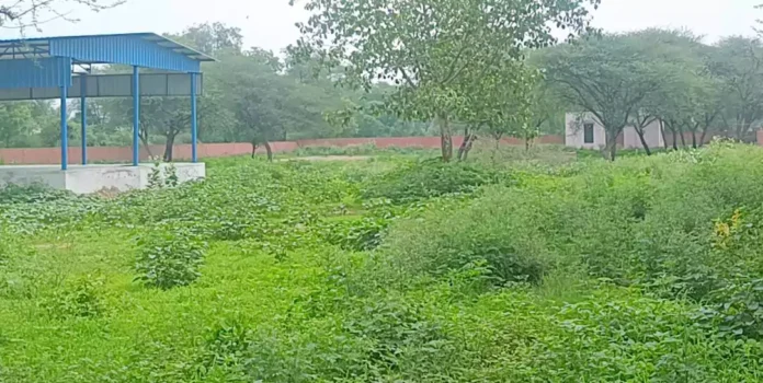 No coach, no caretaker, bushes grow in the playing fields