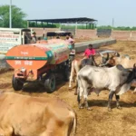 Bhiwani News : निर्जला एकादशी पर गौरक्षा दल भिवानी ने शहर भर के गौवंश को सत्तू पिलाने का चलाया अभियान