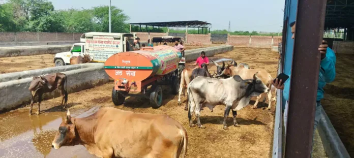 Bhiwani News : निर्जला एकादशी पर गौरक्षा दल भिवानी ने शहर भर के गौवंश को सत्तू पिलाने का चलाया अभियान