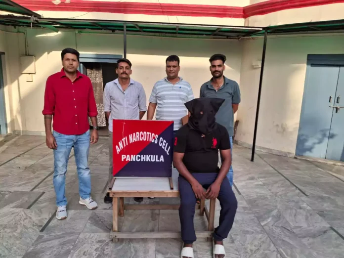 They used to supply ganja in small packets in the tricity, the main ganja smuggler was arrested after exposing the drug network