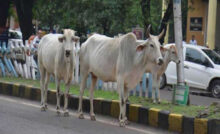 Haryana News: हरियाणा में सड़कों पर पालतू गोवंश छोड़ने वालों पर होगा केस दर्ज