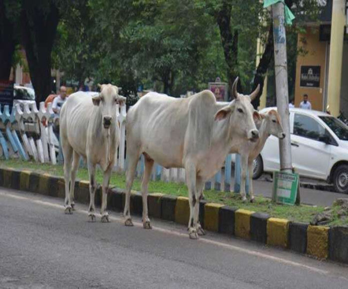 Haryana News: हरियाणा में सड़कों पर पालतू गोवंश छोड़ने वालों पर होगा केस दर्ज