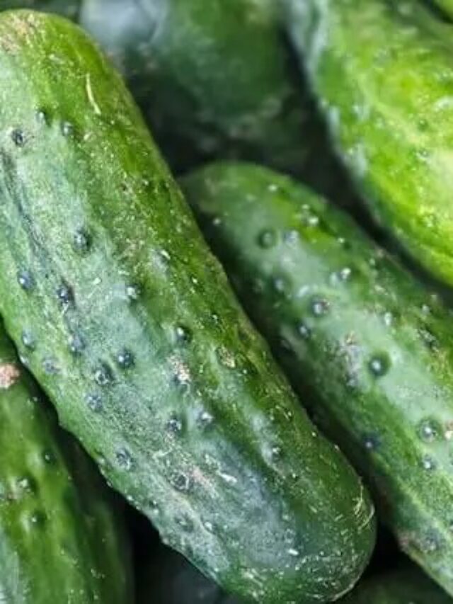 Cucumber: खीरा कभी-कभी कड़वा क्यों निकलता है? जानिए इसका असली कारण