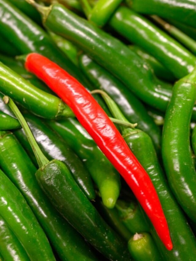 Green Chillies: आंखों की रोशनी से लेकर वजन घटाने तक, हरी मिर्च के हैं गजब के फायदे