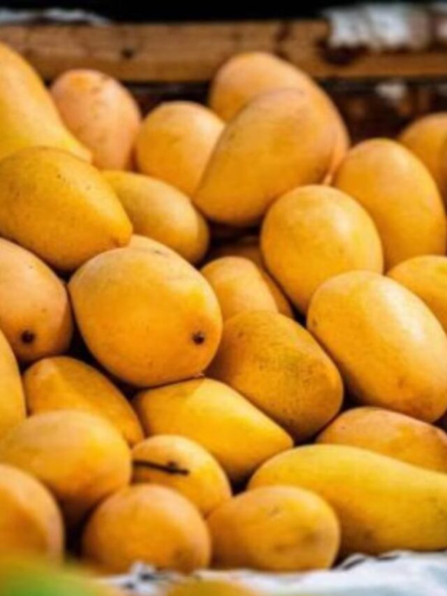 Mangoes: इन बीमारियों में आम खाना हो सकता है नुकसानदायक