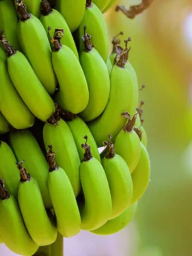 Raw Banana Benefits: किडनी के लिए वरदान है कच्चा केला! जानिए इसके चमत्कारी फायदे