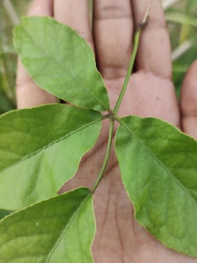 Health Tips: सुबह खाली पेट चबा लें ये हरा पत्ता, फायदे जान हैरान हो जाएंगे आप