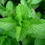 Mint Benefits