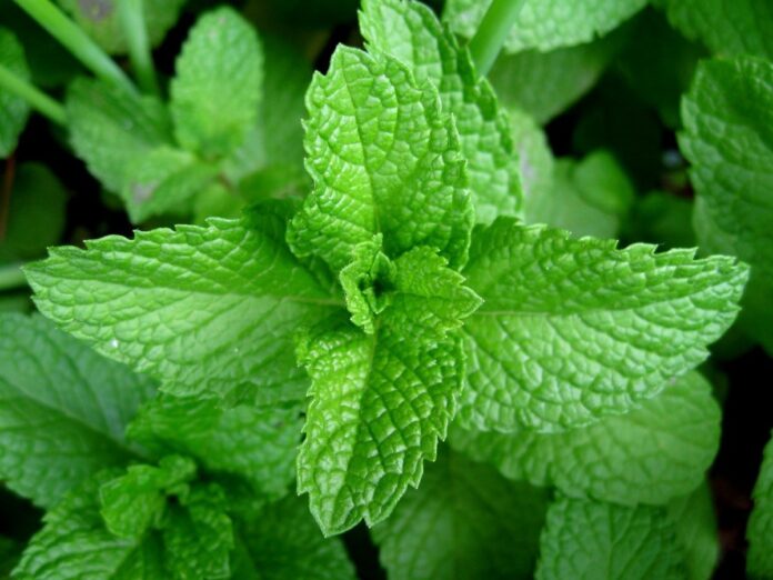 Mint Benefits