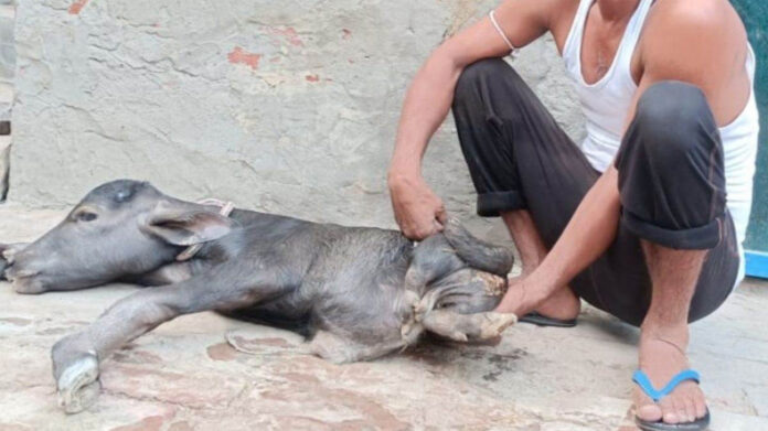 Hisar News: हिसार में भैंस ने दिया दो पांव के कटड़े को जन्म