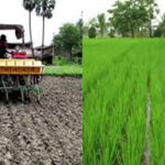 Punjab News Update : पंजाब के किसानों को पसंद आई धान की सीधी बिजाई