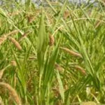Punjab News Update : मिलेट्स से दूरी बना रहे पंजाब के किसान