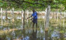 Crisis Due to Rain and Waterlogging