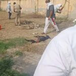 Panipat News: पानीपत में बछड़े को काटने पर कुत्तों को खिलाया जहर, मौत