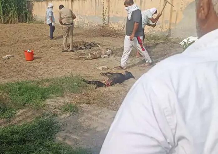Panipat News: पानीपत में बछड़े को काटने पर कुत्तों को खिलाया जहर, मौत
