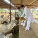 Bhiwani News : डॉ. जगदीश शर्मा पथरवाली को छठी पुण्यतिथि पर किया याद, 51 पौधे लगाए और गौ सेवा की