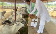 Bhiwani News : डॉ. जगदीश शर्मा पथरवाली को छठी पुण्यतिथि पर किया याद, 51 पौधे लगाए और गौ सेवा की
