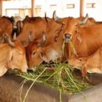 Haryana News: हरियाणा में 680 गौशालाओं के मुख्य गेट पर मैटर डिटेक्टर जैसी तकनीक की लगाई जाएंगी मशीनें